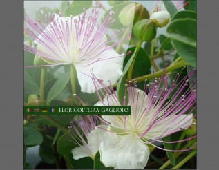 floricolturagagliolo