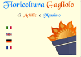 gagliolo